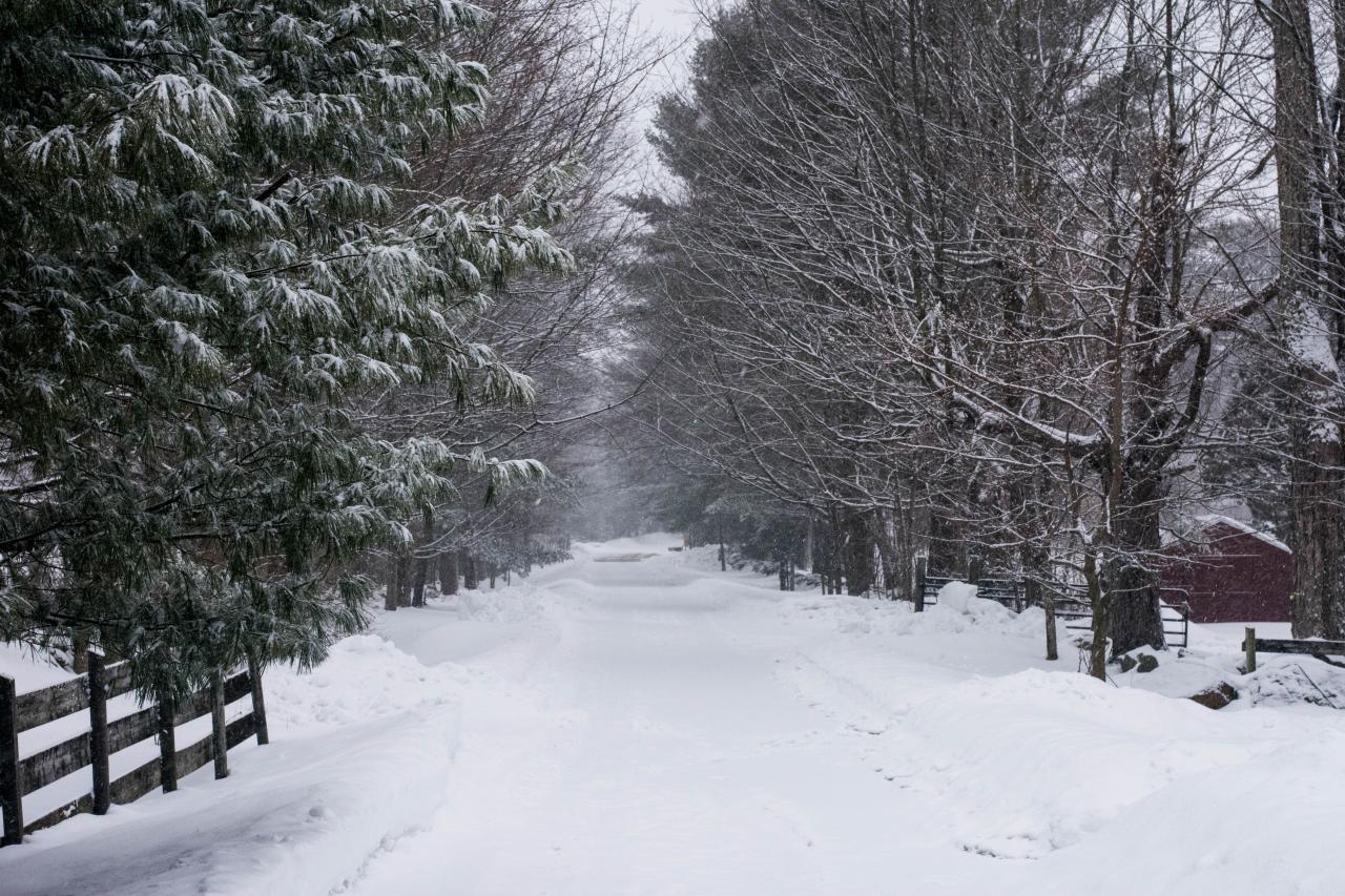 camino cubierto de nieve que retrocede en la distancia entre pinos altos. Foto de Daniel Brubaker en Unsplash
